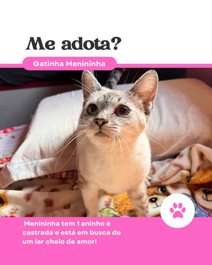 Gato ra a SRD-ViraLata idade 1 ano nome Menininha