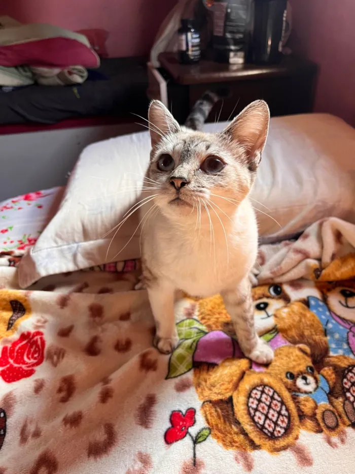 Gato ra a SRD-ViraLata idade 1 ano nome Menininha