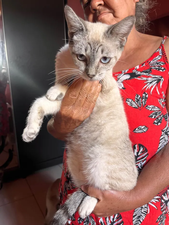 Gato ra a SRD-ViraLata idade 1 ano nome Menininha