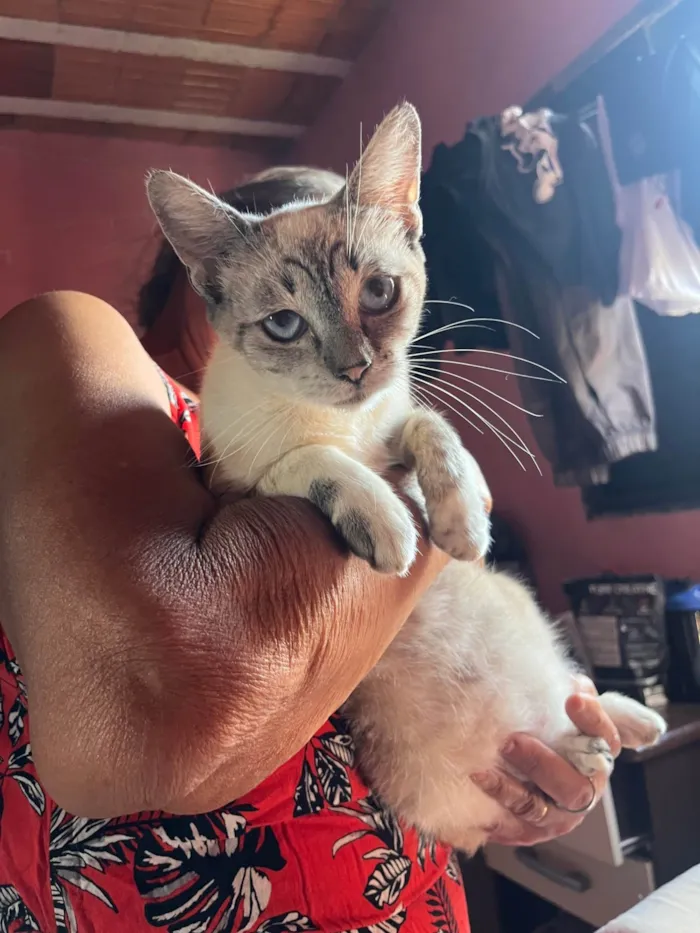 Gato ra a SRD-ViraLata idade 1 ano nome Menininha