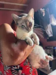 Menininha