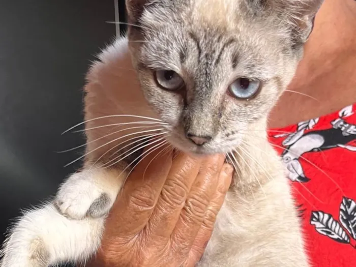 Gato ra a SRD-ViraLata idade 1 ano nome Menininha