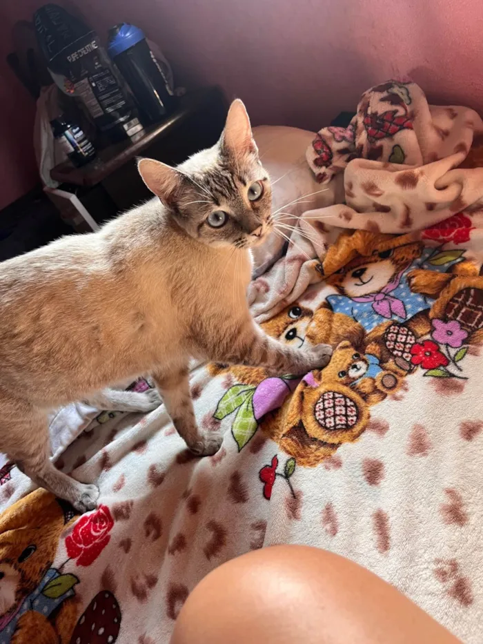 Gato ra a SRD-ViraLata idade 2 anos nome Sem nome por enquanto 