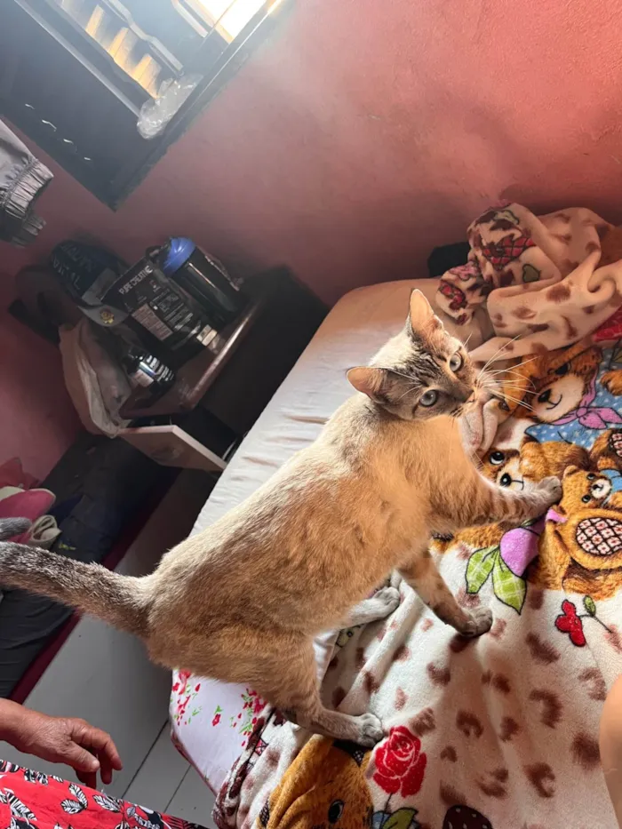 Gato ra a SRD-ViraLata idade 2 anos nome Sem nome por enquanto 