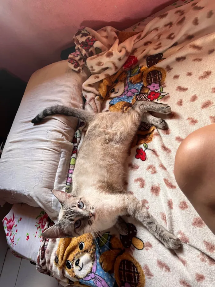 Gato ra a SRD-ViraLata idade 2 anos nome Sem nome por enquanto 