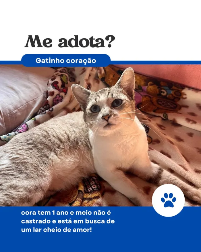 Gato ra a SRD-ViraLata idade 1 ano nome Coração 