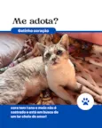 Coração