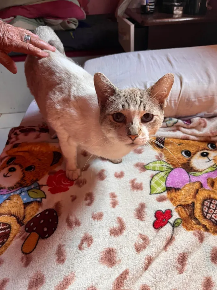 Gato ra a SRD-ViraLata idade 1 ano nome Coração 