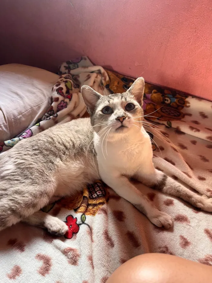 Gato ra a SRD-ViraLata idade 1 ano nome Coração 