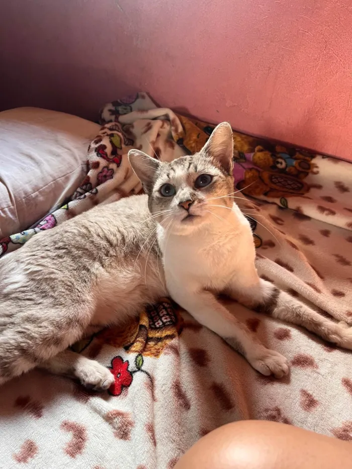 Gato ra a SRD-ViraLata idade 1 ano nome Coração 