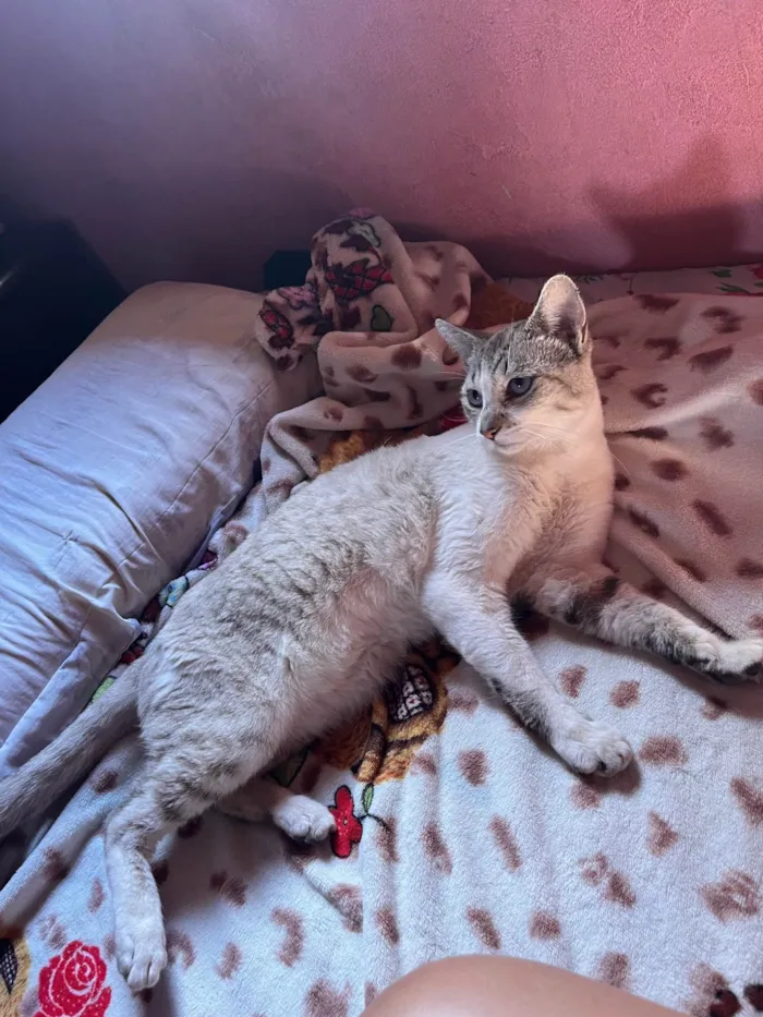 Gato ra a SRD-ViraLata idade 1 ano nome Coração 