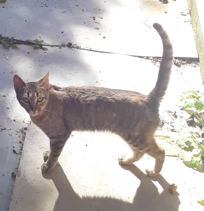 Gato ra a SRD-ViraLata idade 2 a 6 meses nome Mila