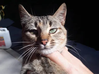 Gato raça SRD-ViraLata idade 2 a 6 meses nome Mila