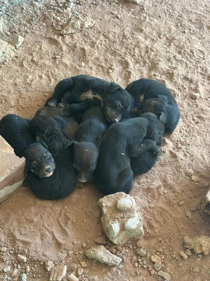 Cachorro ra a SRD-ViraLata idade Abaixo de 2 meses nome TODOS SEM NOME!