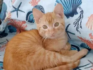 Gato raça SRD-ViraLata idade 2 a 6 meses nome Pitt