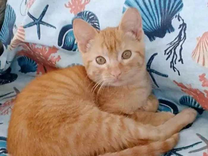 Gato ra a SRD-ViraLata idade 2 a 6 meses nome Pitt