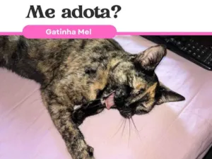 Gato raça SRD-ViraLata idade 2 anos nome Melzinha