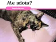 Melzinha