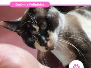 Gato raça SRD-ViraLata idade 3 anos nome Felipinha 