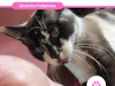 Felipinha