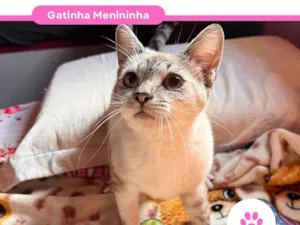 Gato raça SRD-ViraLata idade 1 ano nome Menininha