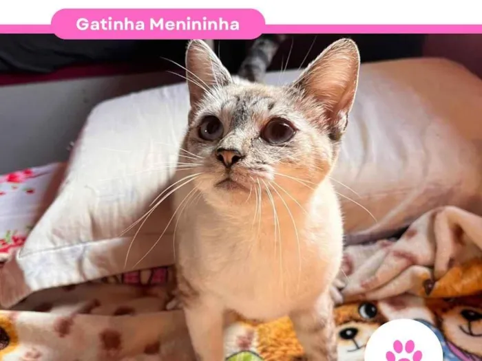 Gato ra a SRD-ViraLata idade 1 ano nome Menininha