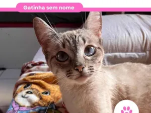 Gato raça SRD-ViraLata idade 2 anos nome Sem nome por enquanto 