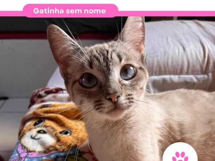 Gato ra a SRD-ViraLata idade 2 anos nome Sem nome por enquanto 