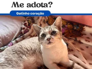 Gato raça SRD-ViraLata idade 1 ano nome Coração 