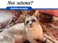 Coração