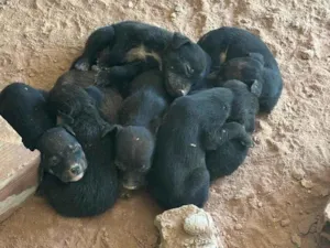 Cachorro raça SRD-ViraLata idade Abaixo de 2 meses nome TODOS SEM NOME!