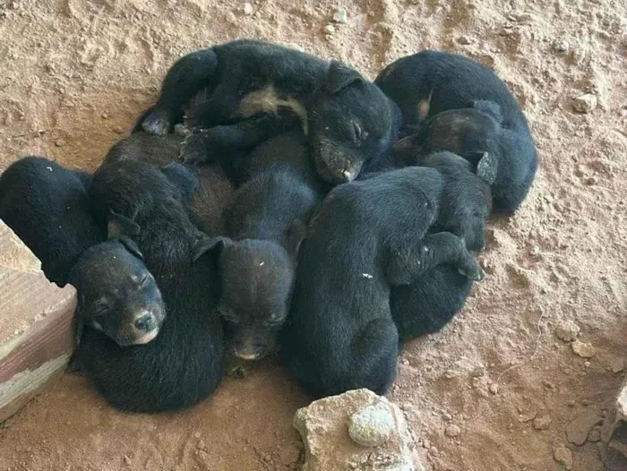 Cachorro ra a SRD-ViraLata idade Abaixo de 2 meses nome TODOS SEM NOME!