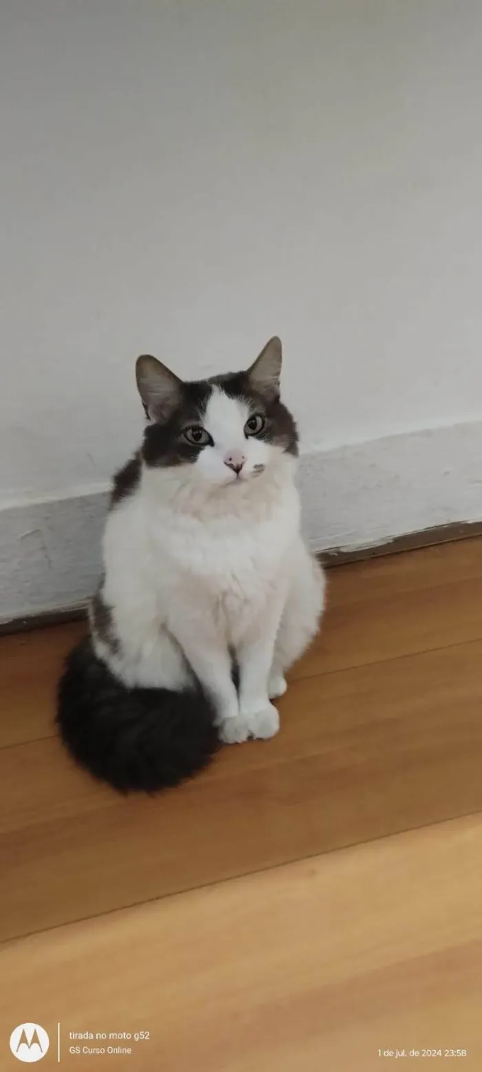 Gato ra a SRD-ViraLata idade 6 ou mais anos nome Amora