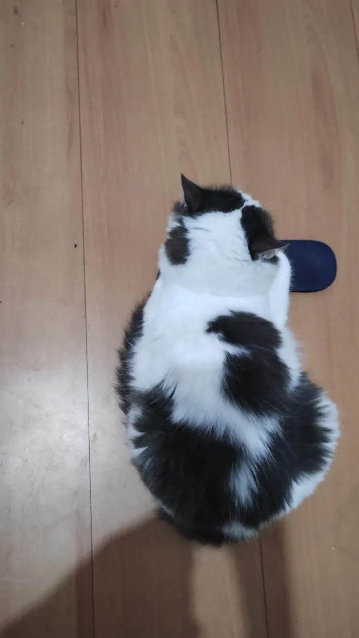 Gato ra a SRD-ViraLata idade 6 ou mais anos nome Amora