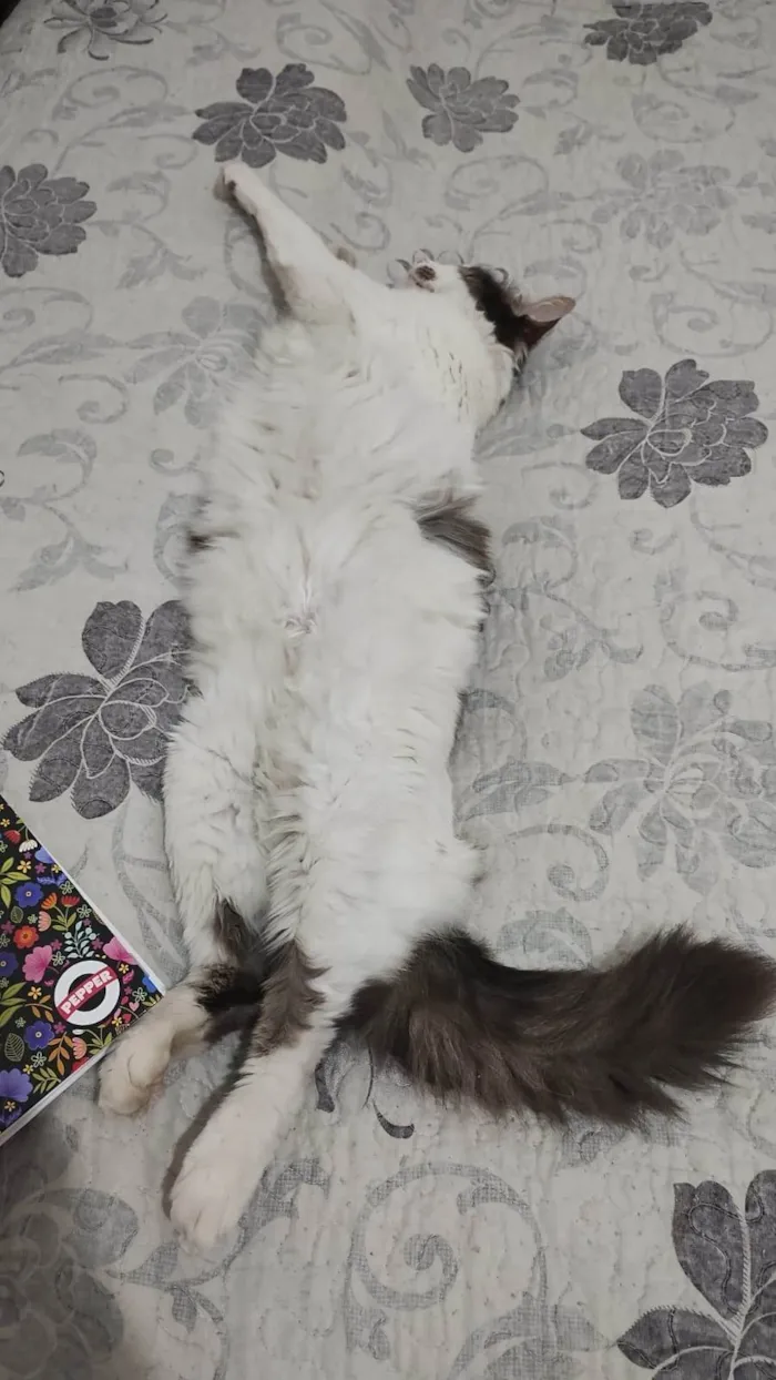 Gato ra a SRD-ViraLata idade 6 ou mais anos nome Amora