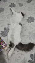 Amora