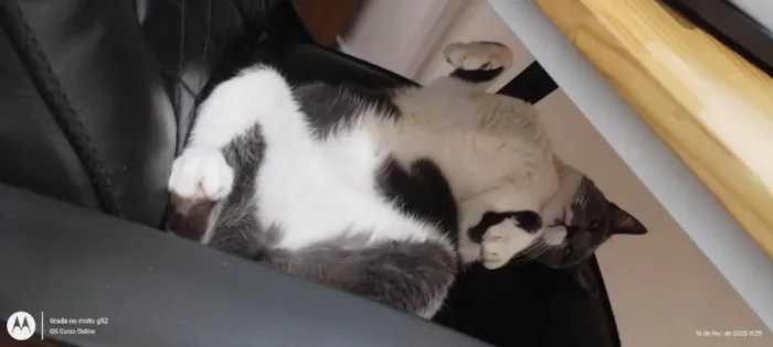 Gato ra a SRD-ViraLata idade 2 anos nome Gabi