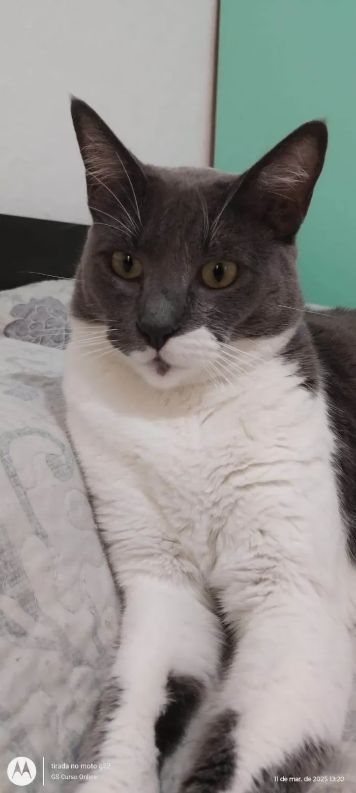 Gato ra a SRD-ViraLata idade 2 anos nome Gabi