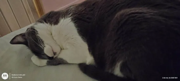 Gato ra a SRD-ViraLata idade 2 anos nome Gabi