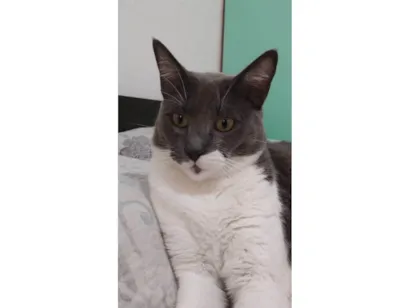 Gato raça SRD-ViraLata idade 2 anos nome Gabi