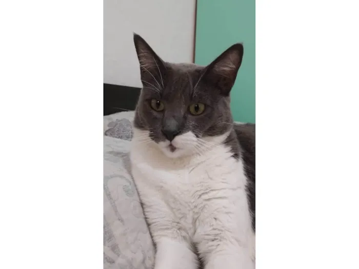 Gato ra a SRD-ViraLata idade 2 anos nome Gabi