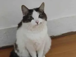 Gato raça SRD-ViraLata idade 6 ou mais anos nome Amora