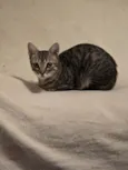 Tigrinho
