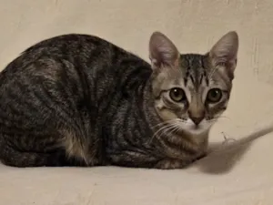 Gato raça SRD-ViraLata idade 7 a 11 meses nome Tigrinho