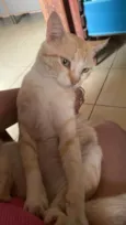 Simba