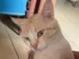 Simba
