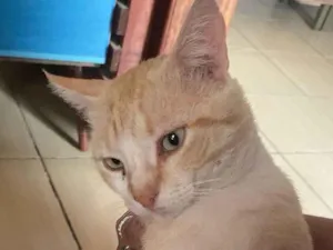 Gato raça SRD-ViraLata idade 2 anos nome Simba
