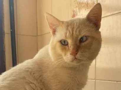 Gato raça SRD-ViraLata idade 4 anos nome Naruto