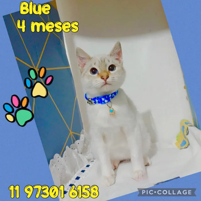 Gato ra a SRD-ViraLata idade 2 a 6 meses nome Blue