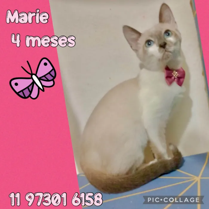 Gato ra a SRD-ViraLata idade 2 a 6 meses nome Marie
